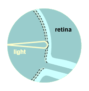 retina