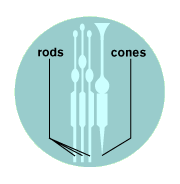 rods and cones