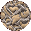 Kimura