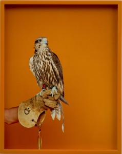 Eagle Glove, Falcon (Kodak)