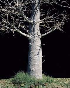 Baobab