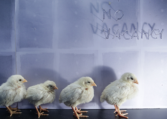 <i>Rooms: No Vacancy</i>, Fake Industries Architectural Agonism