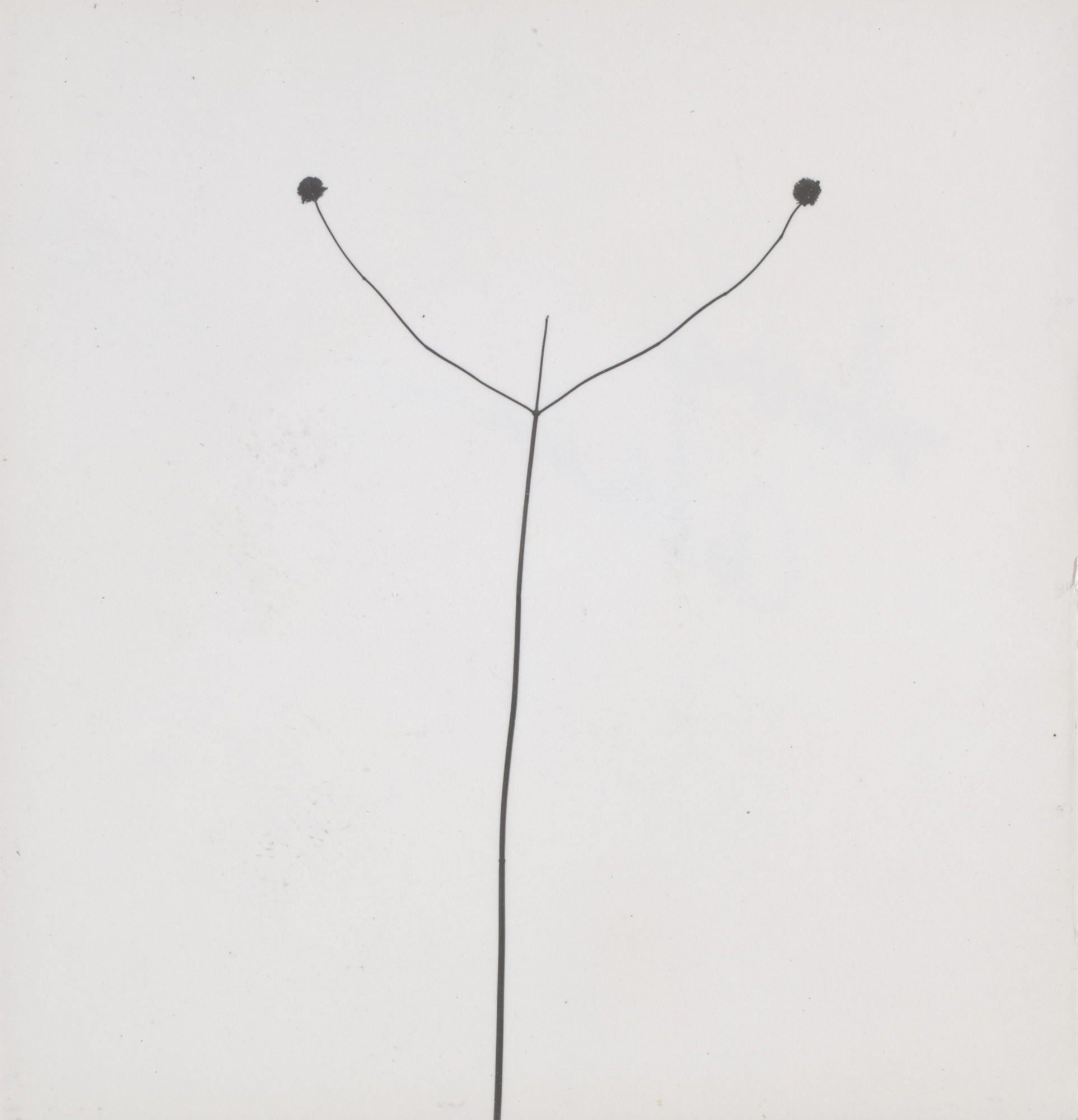 Harry Callahan. Weed Against Sky, Detroit