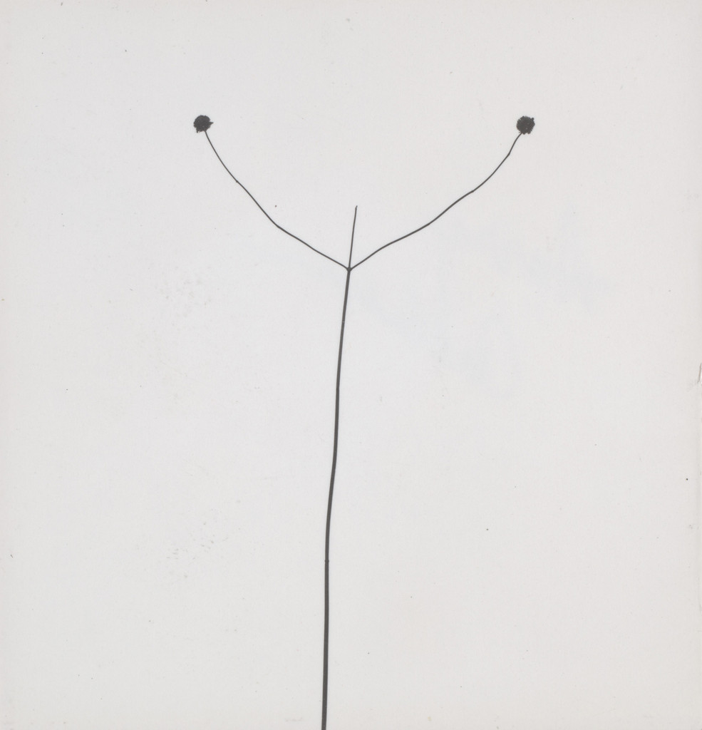 Weed Against Sky, Detroit