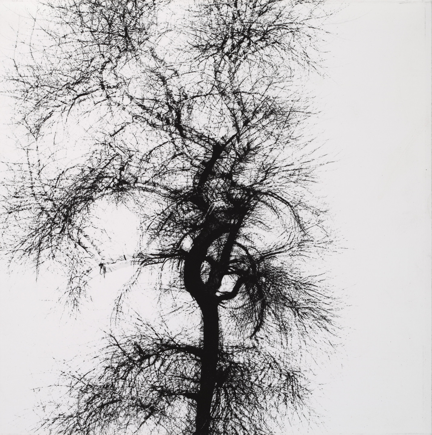 Harry Callahan. Tree, Chicago. 1956