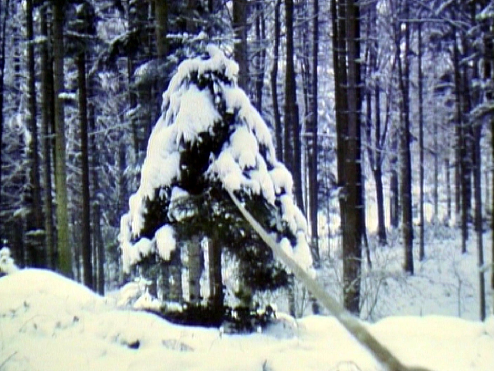 Roman Signer. Pine Tree with Rubber Band. 1980