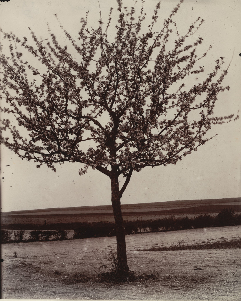 Pommiers, fleurs