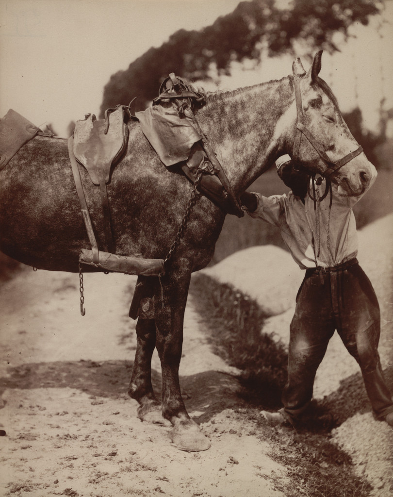 Untitled [Harness on Horse]