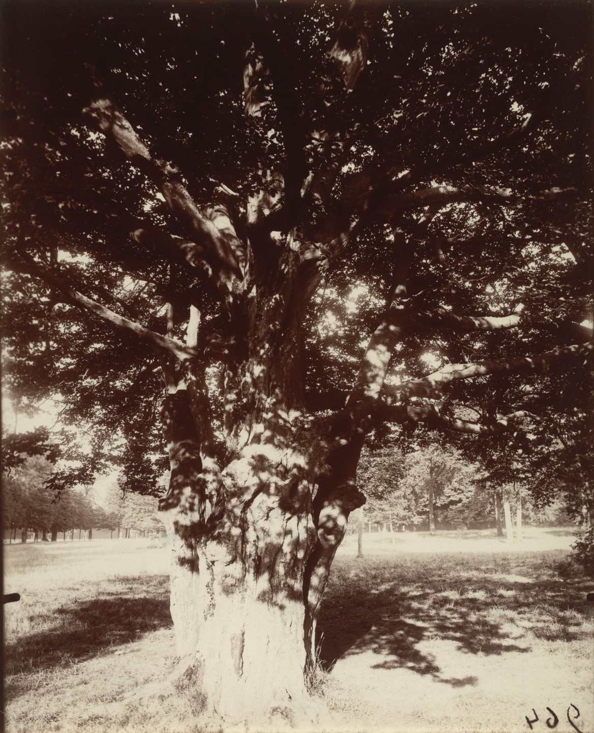 Eugène Atget. Parc de Saint-Cloud, arbre. 1919-21 | MoMA
