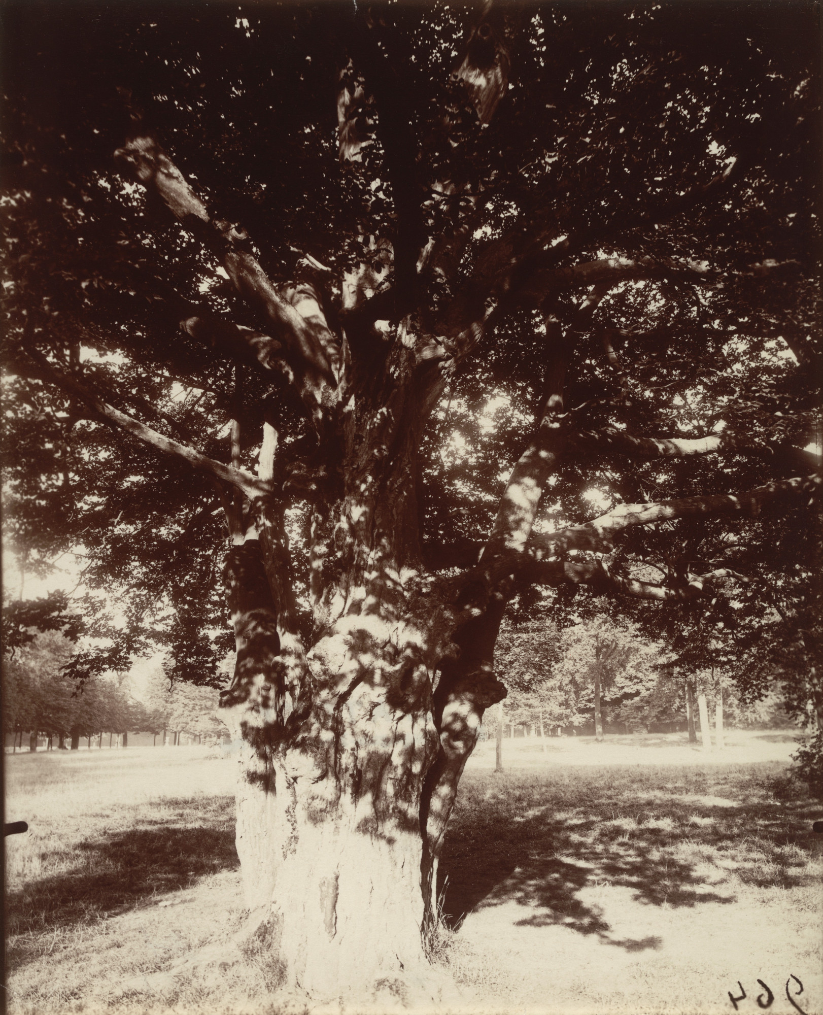 Eugène Atget. Parc de Saint-Cloud, arbre. 1919-21 | MoMA