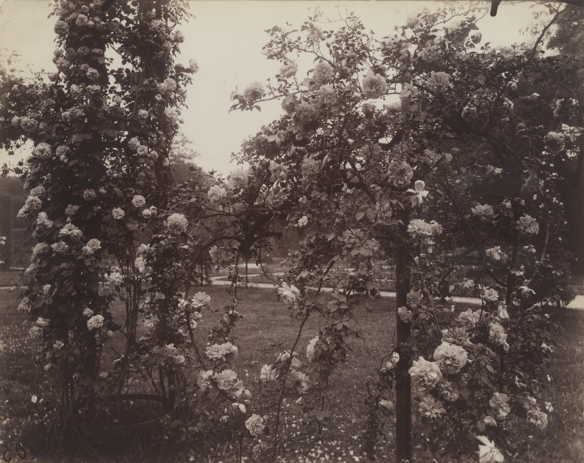 Eugène Atget. Bagatelle, roseraie