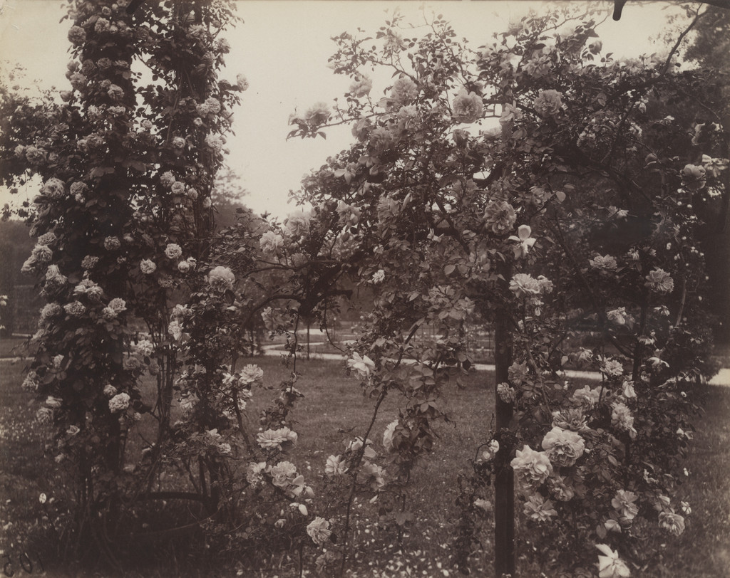 Bagatelle, roseraie