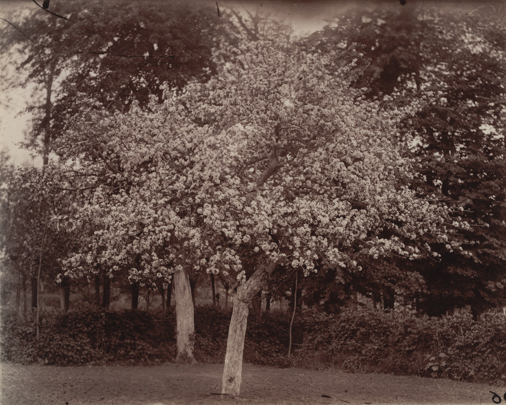 Pommier