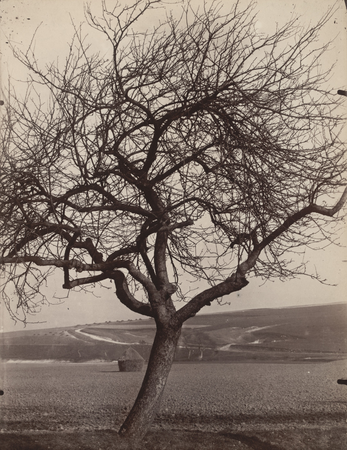 Eugène Atget. Pommier. 1898 or before?