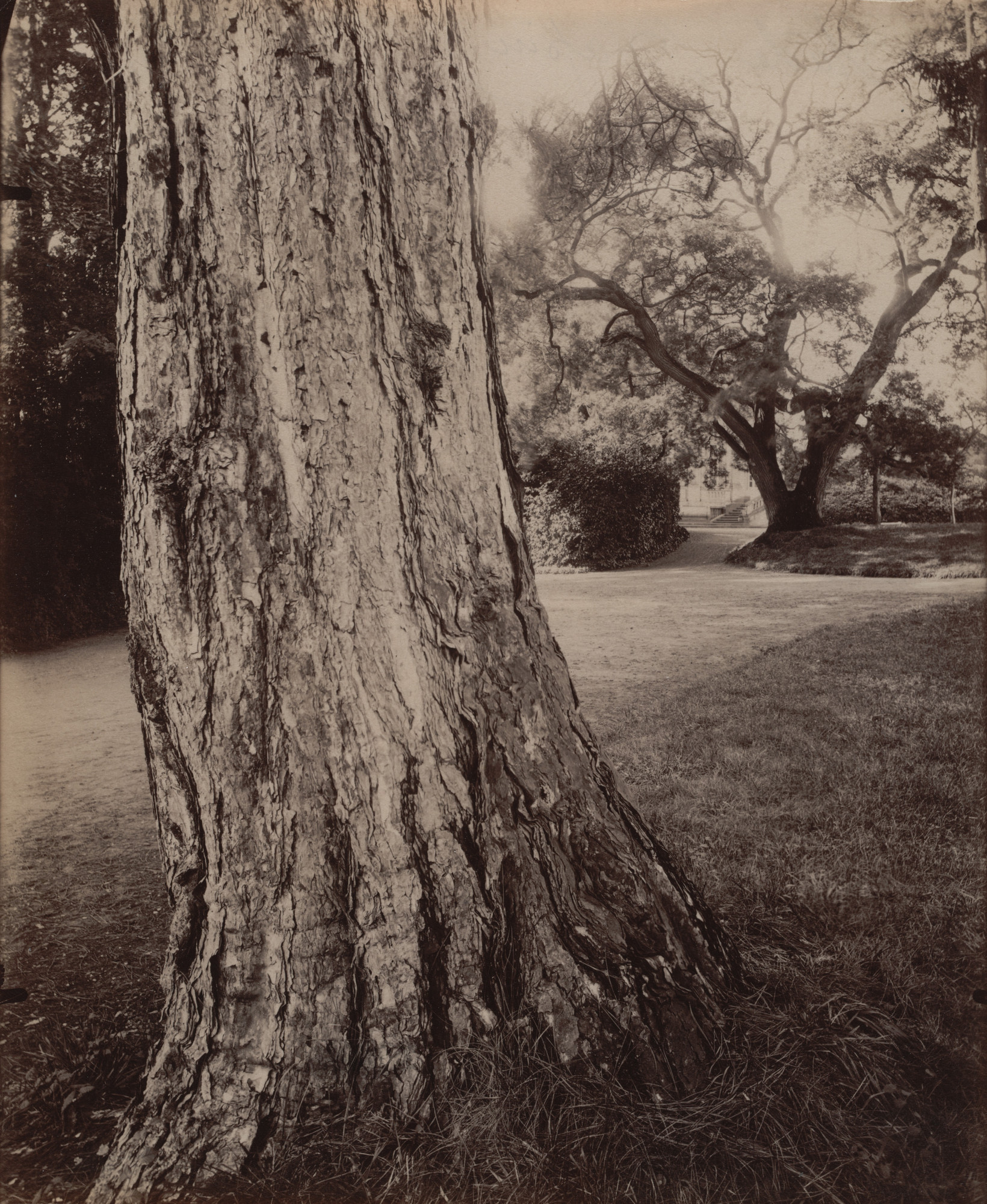 Eugène Atget. Étude (sapin)