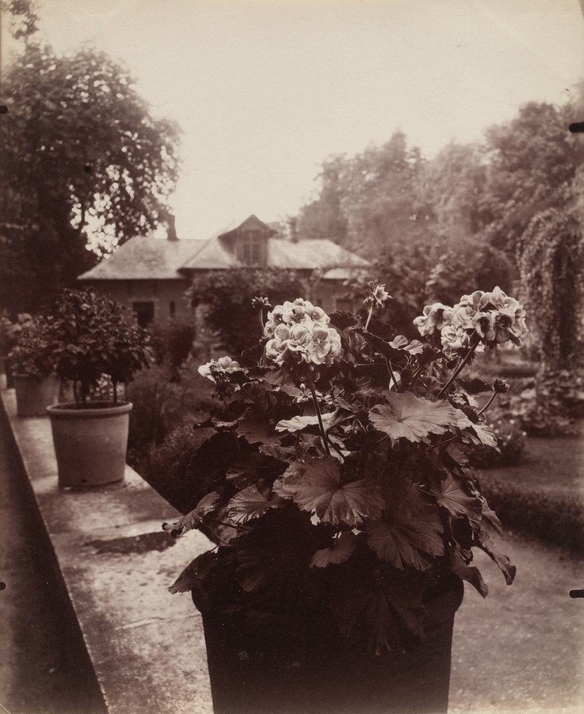 Bagatelle, géranium