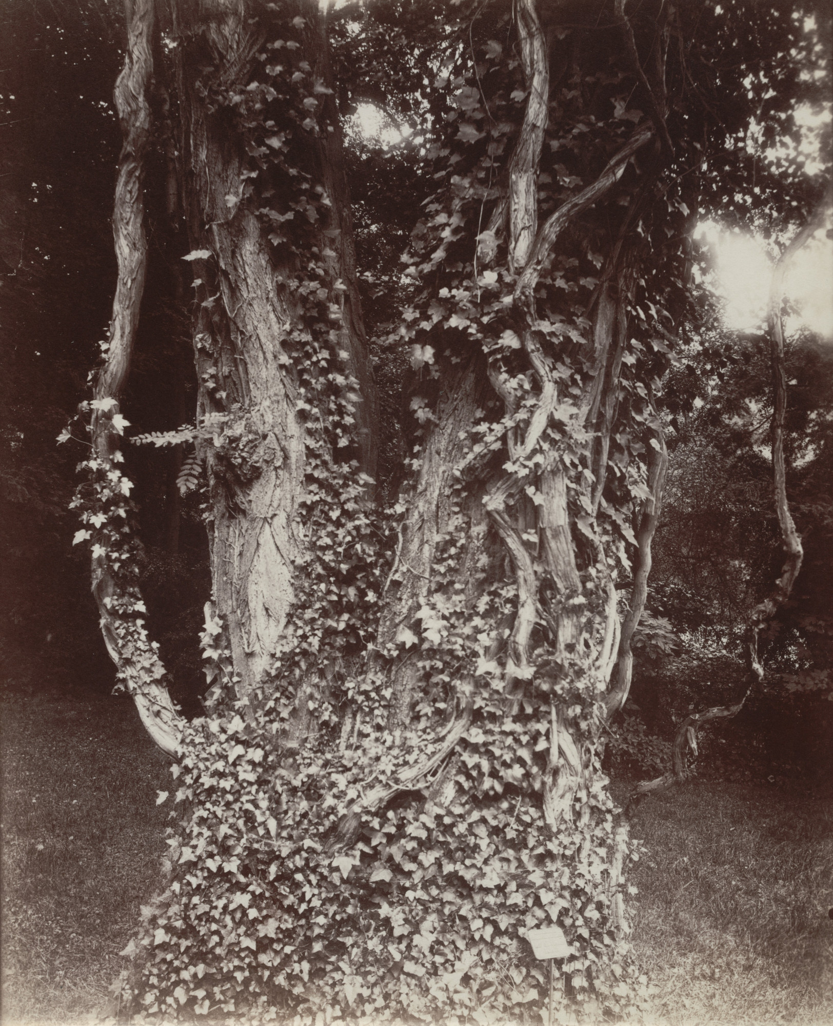 Eugène Atget. Acacia
