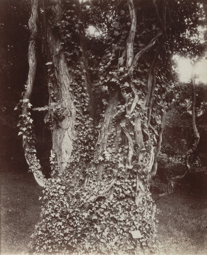Acacia, Eugène Atget, 1922-23