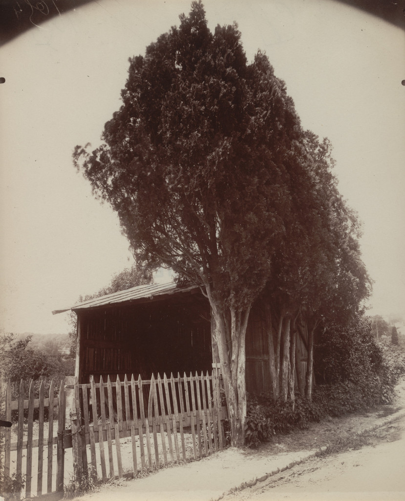 Cyprès, Eugène Atget, 1921-22