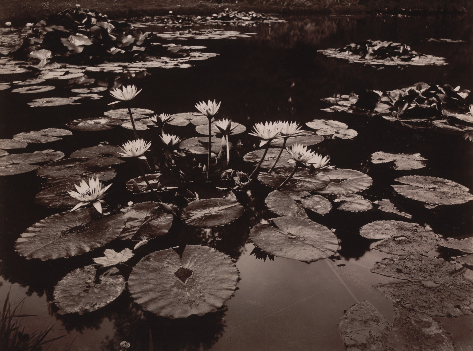 Eugène Atget. Nymphéa. 1910 or earlier
