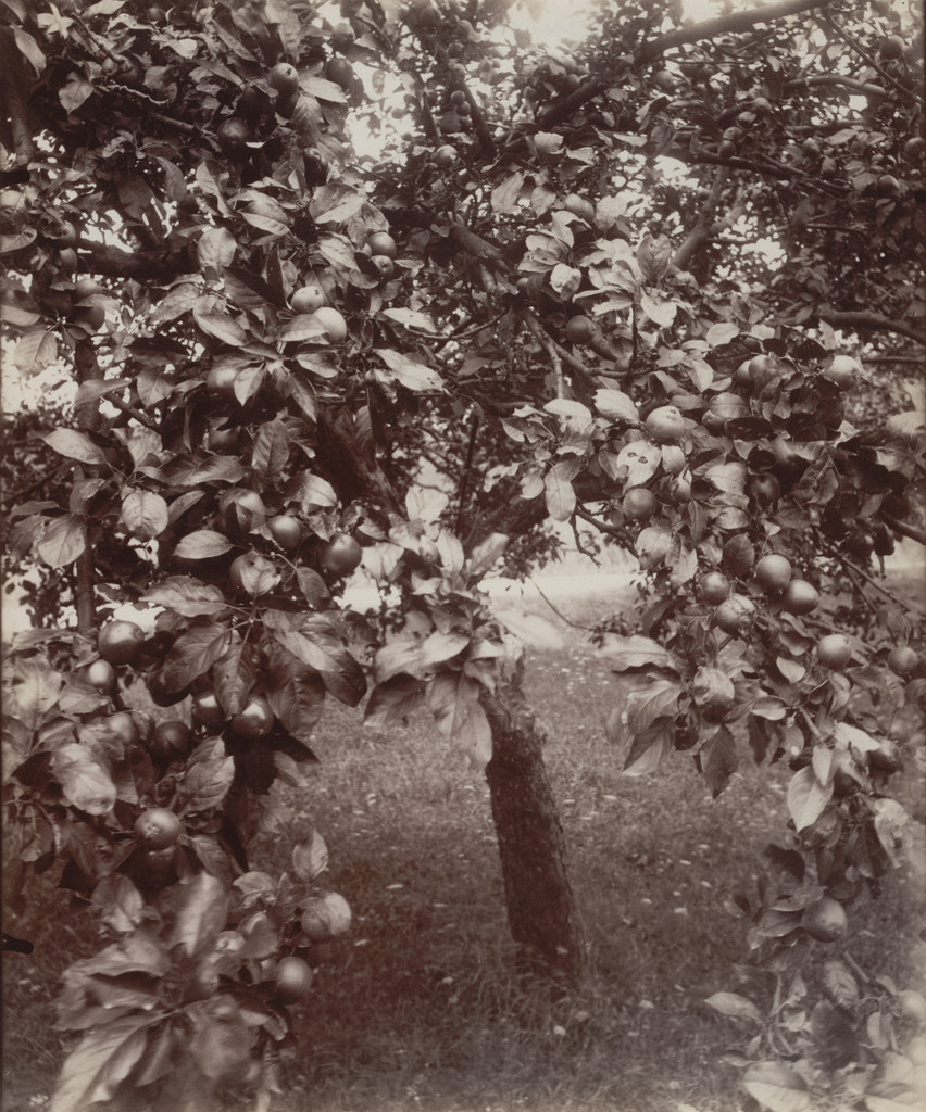 Pommier, Eugène Atget, 1922-23
