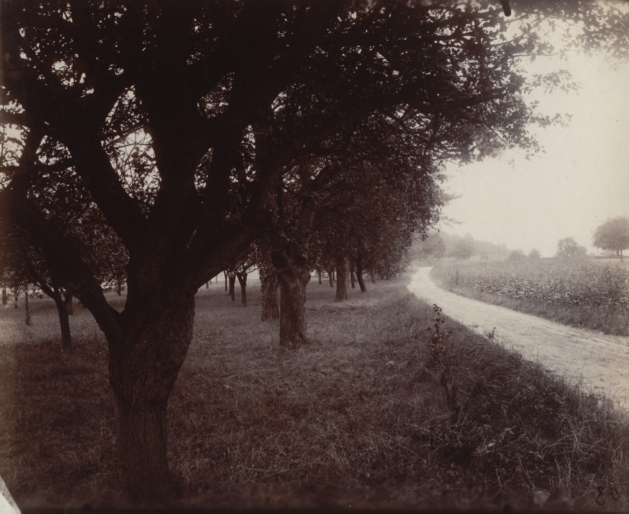 Eugène Atget. Pommiers