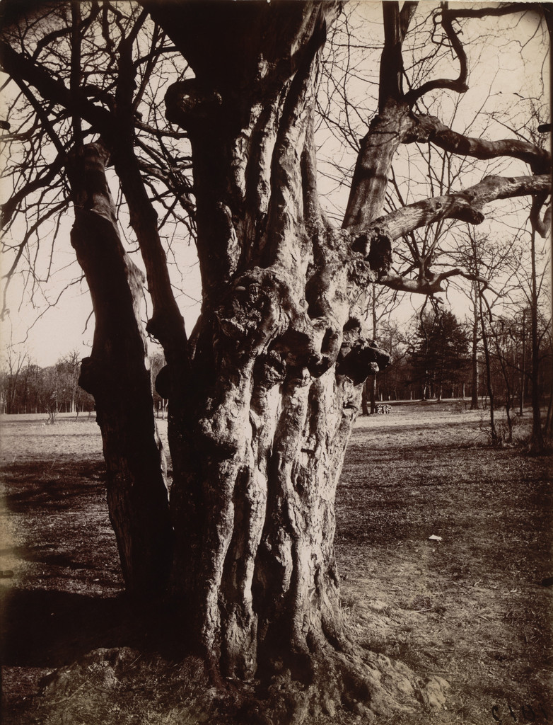 Saint-Cloud, hêtre, Eugène Atget, 1919–21, Albumen silver print