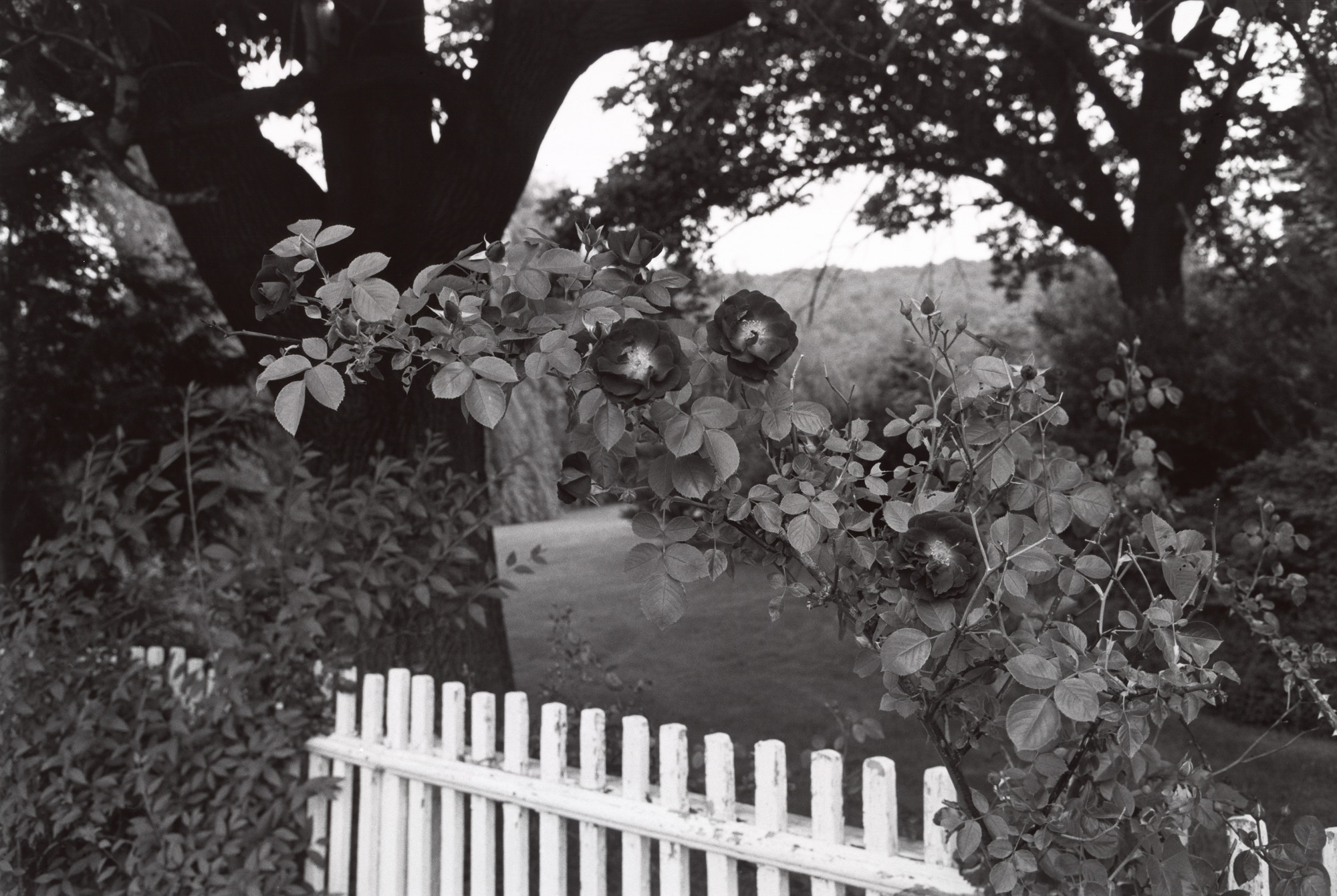 Lee Friedlander. Pomona, New York. 1977