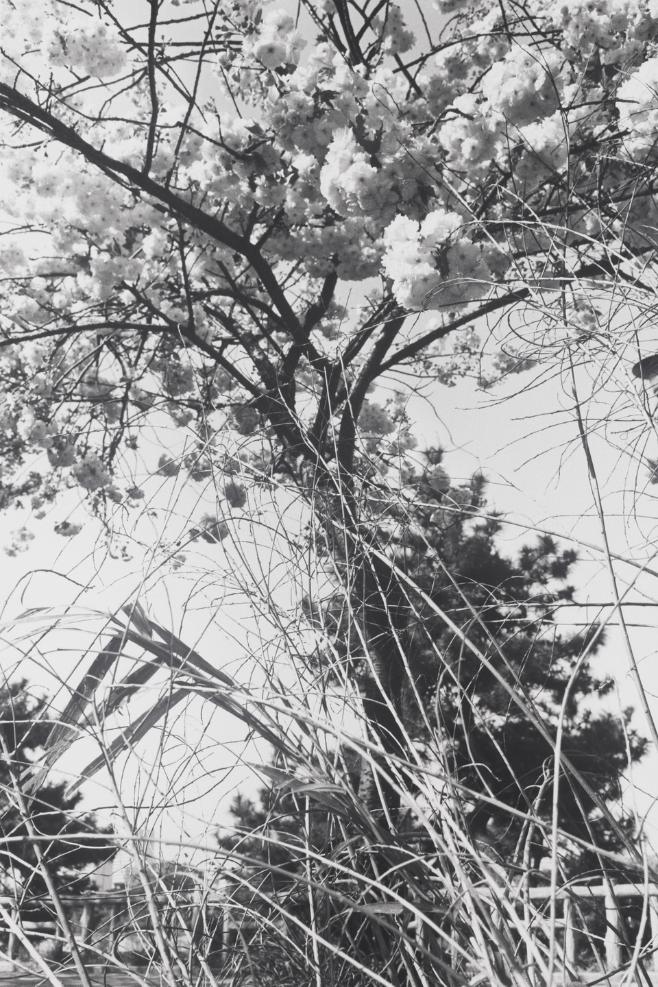 Lee Friedlander. Tokyo, Japan. 1979 | MoMA