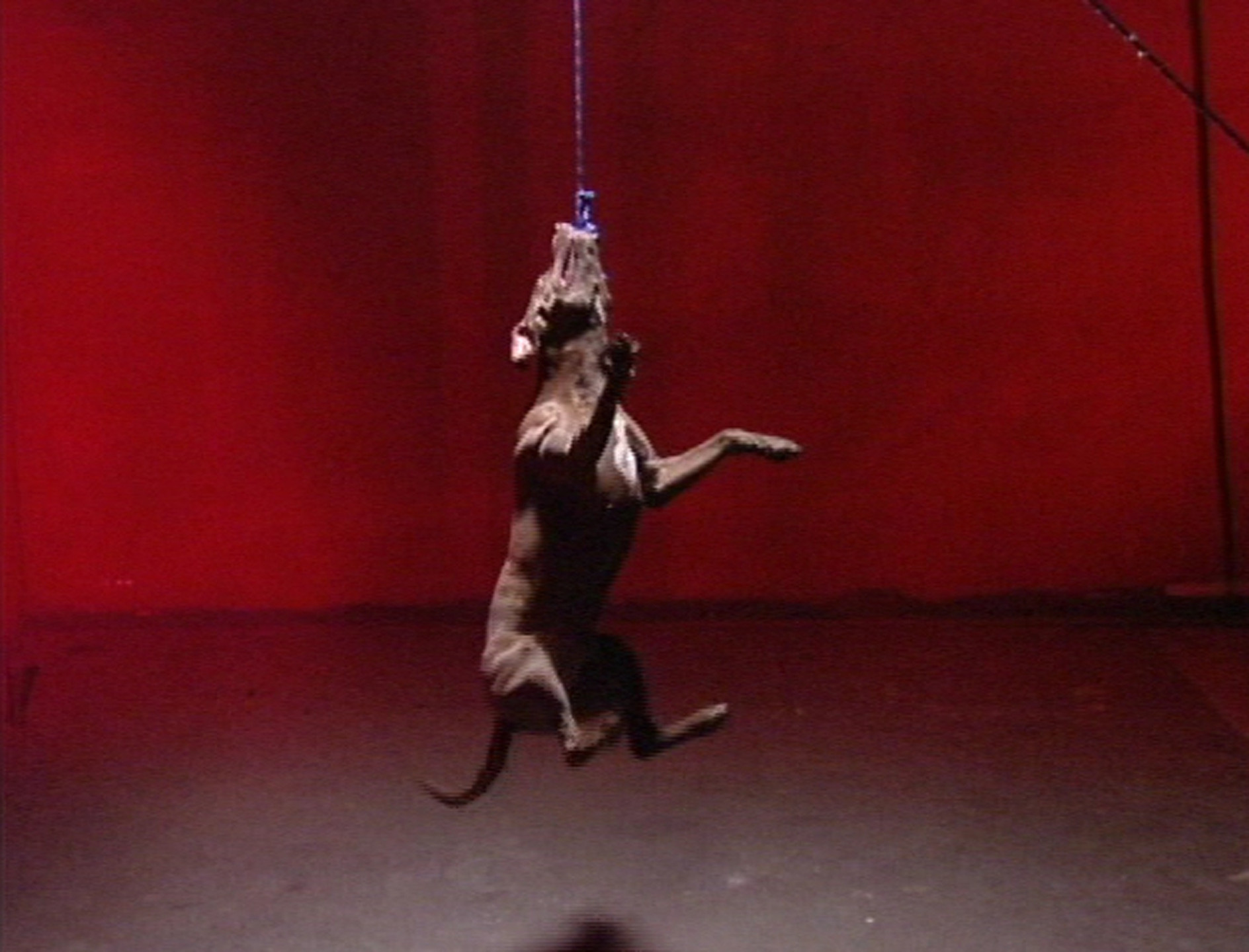 Aaron Young. Goodboy. 2001