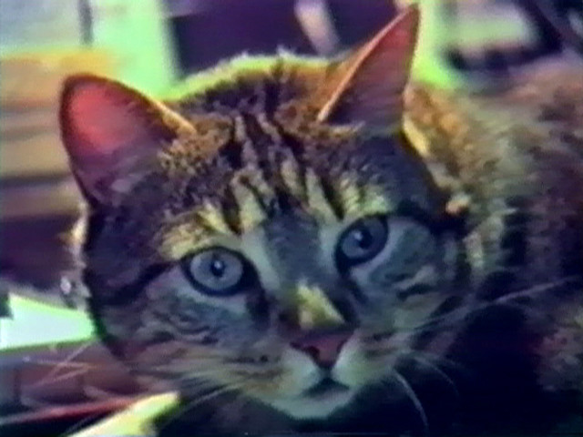 Chris Marker. Chat écoutant la musique. 1990