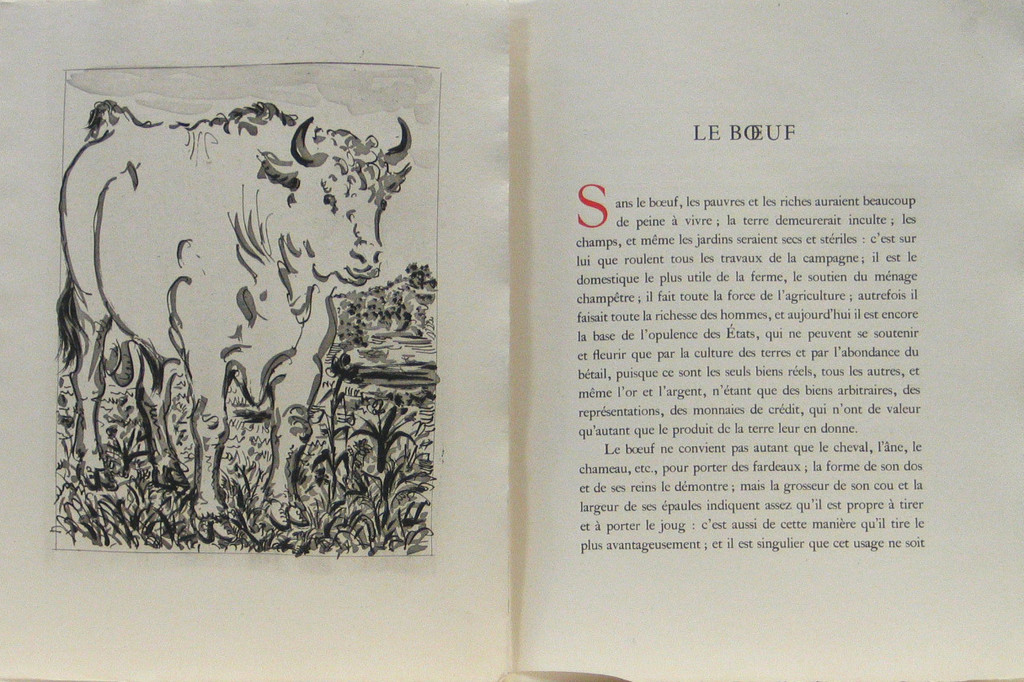 The Bull (Le Bœuf) from Eaux-fortes originale pour des textes de Buffon (Histoire naturelle)
