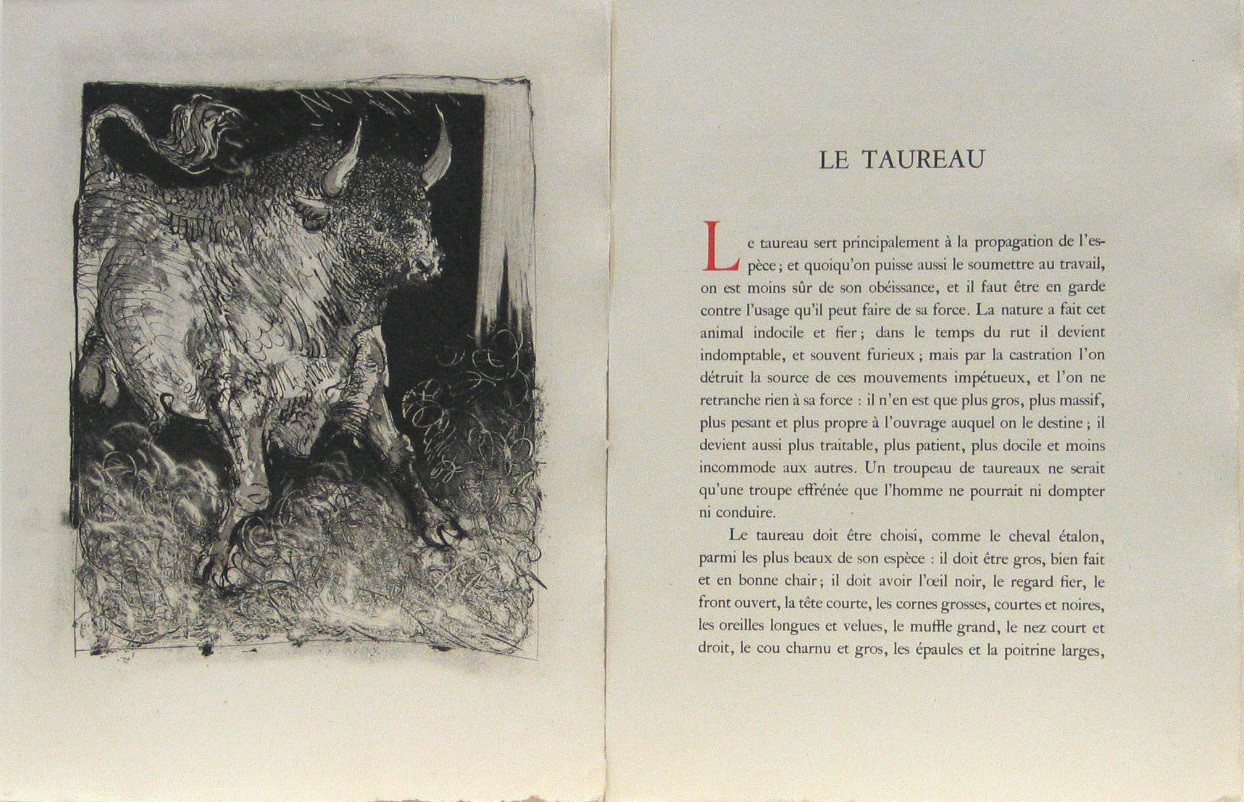 Pablo Picasso. The Spanish Bull (Le Taureau) from Eaux-fortes originale pour des textes de Buffon (Histoire naturelle). 1936, published 1942