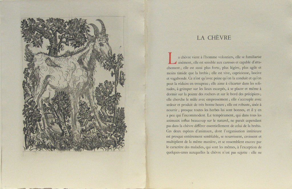 The Goat (La Chèvre) (plate, facing page 56) from Eaux-fortes originale pour des textes de Buffon (Histoire naturelle)