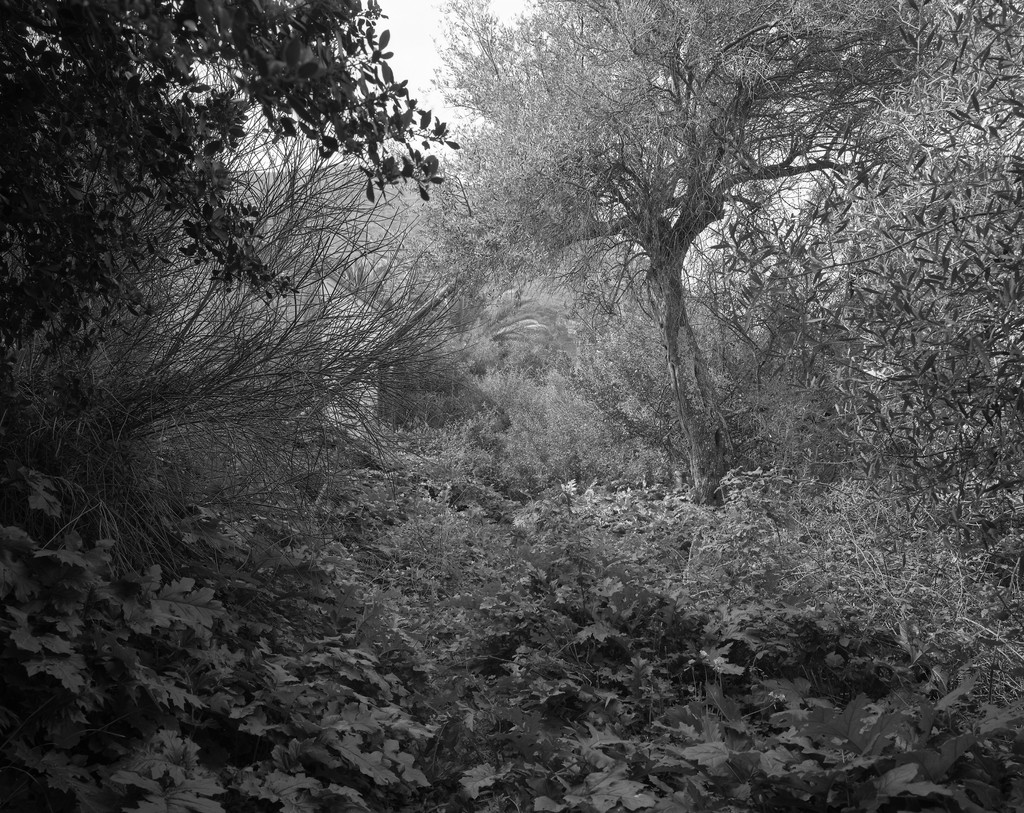 The Abbey of Thelema #1 (from the series Morning of the Magicians)