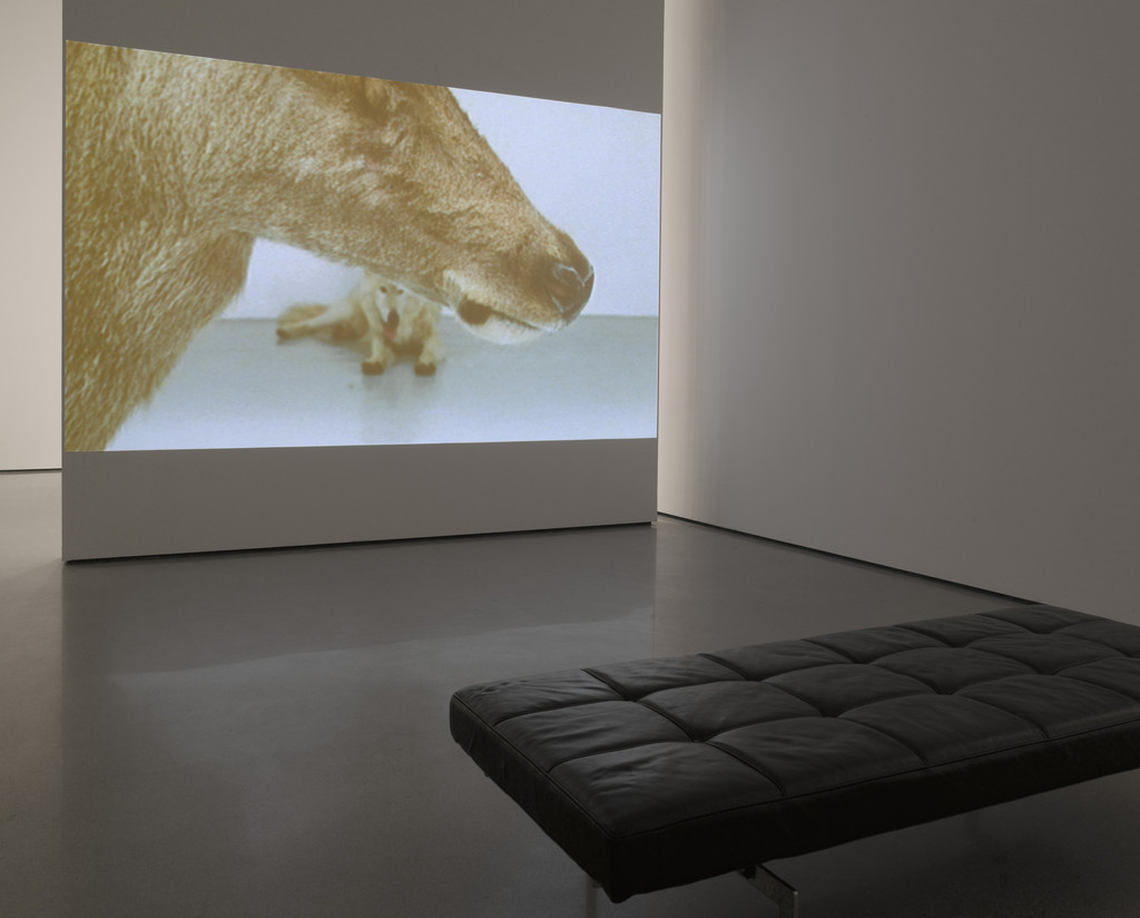 Deeparture, Mircea Cantor, 2005