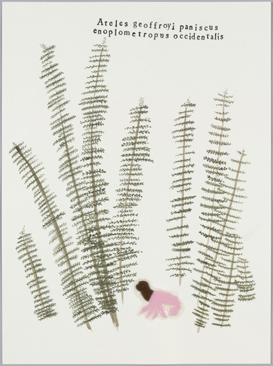 Monkey in Ferns