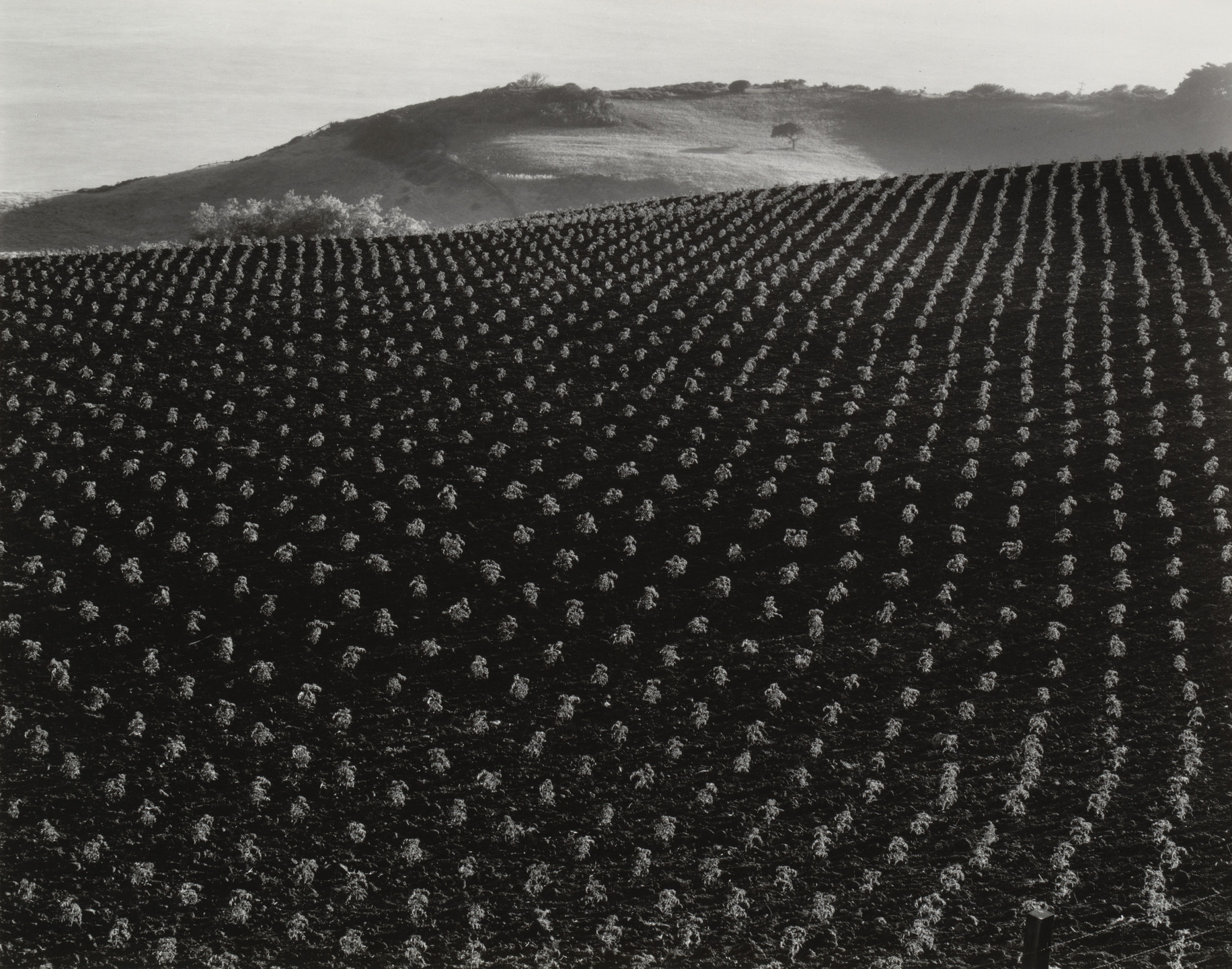 Edward Weston. Tomato Field, Monterey Coast. 1937
