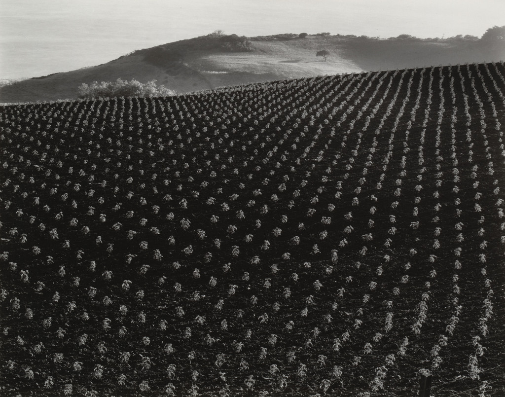 Tomato Field, Monterey Coast