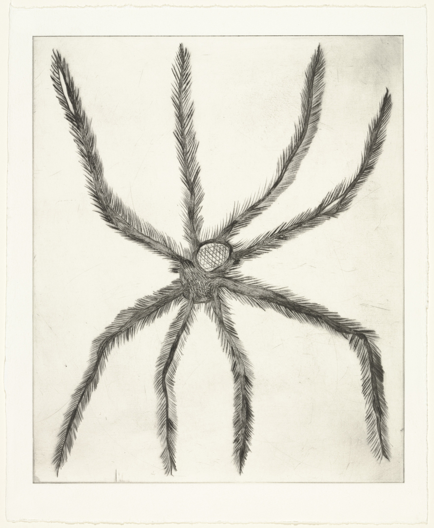 Louise Bourgeois. Hairy Spider, state II of II, variant