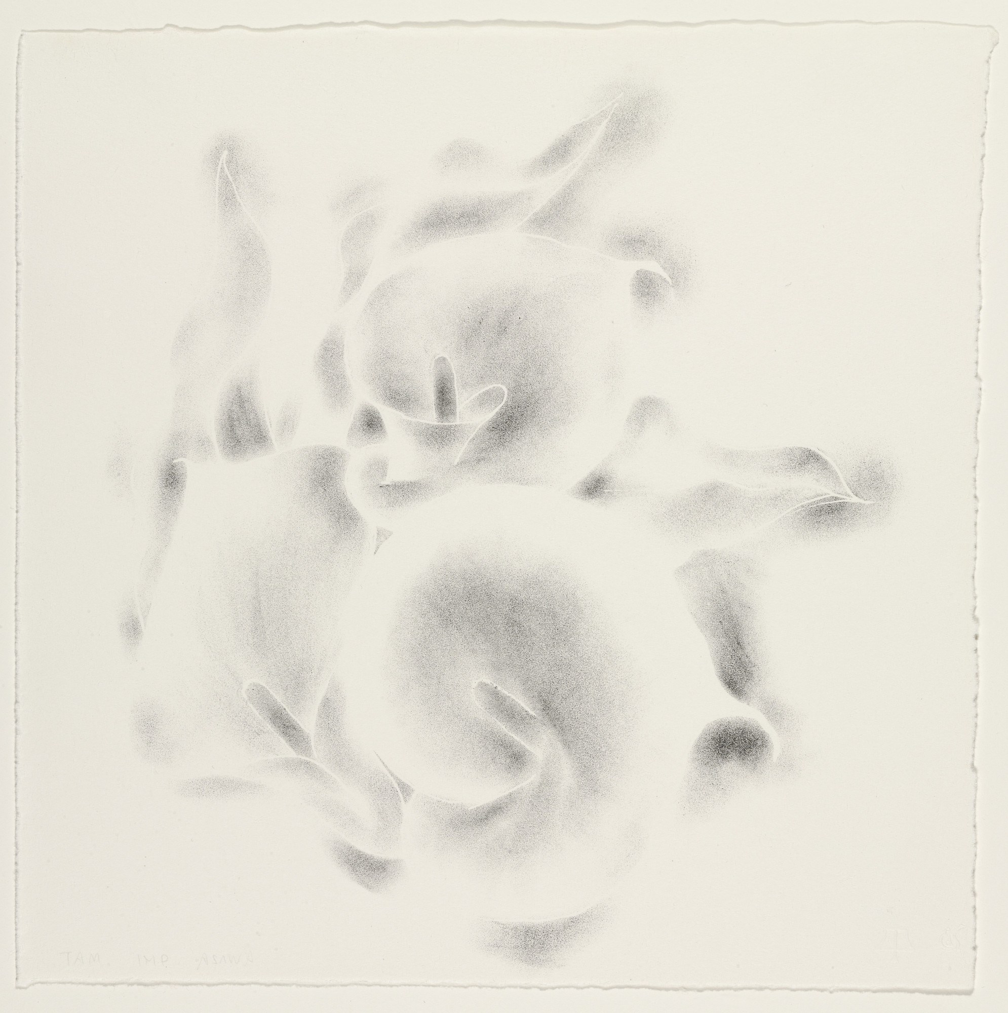 Ruth Asawa. Untitled (TAM.1482, Calla Lilies)