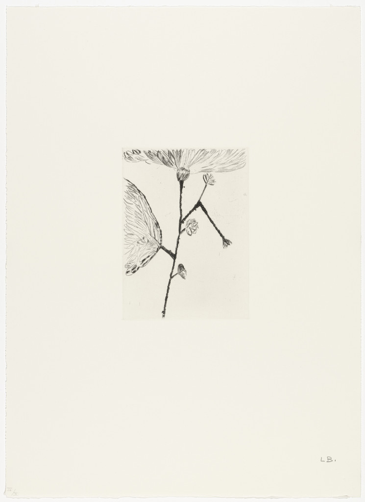 Branch