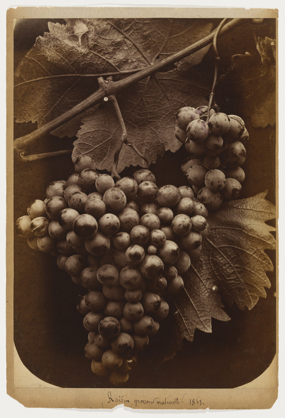 Charles Aubry. Grapes, Life Size. 1863