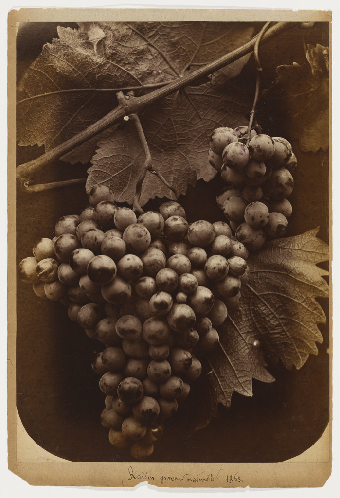 Grapes, Life Size
