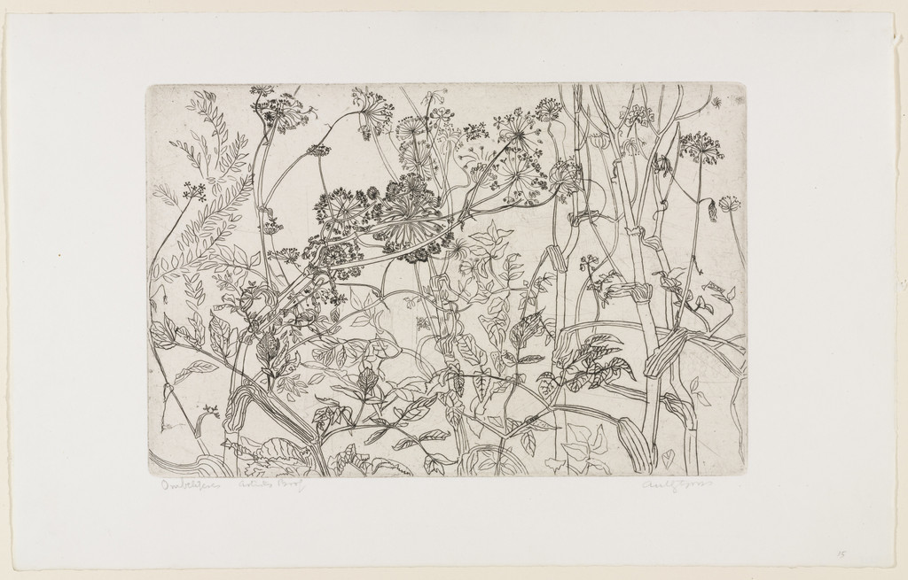 Queen Anne's Lace, Anthony Gross, 1952