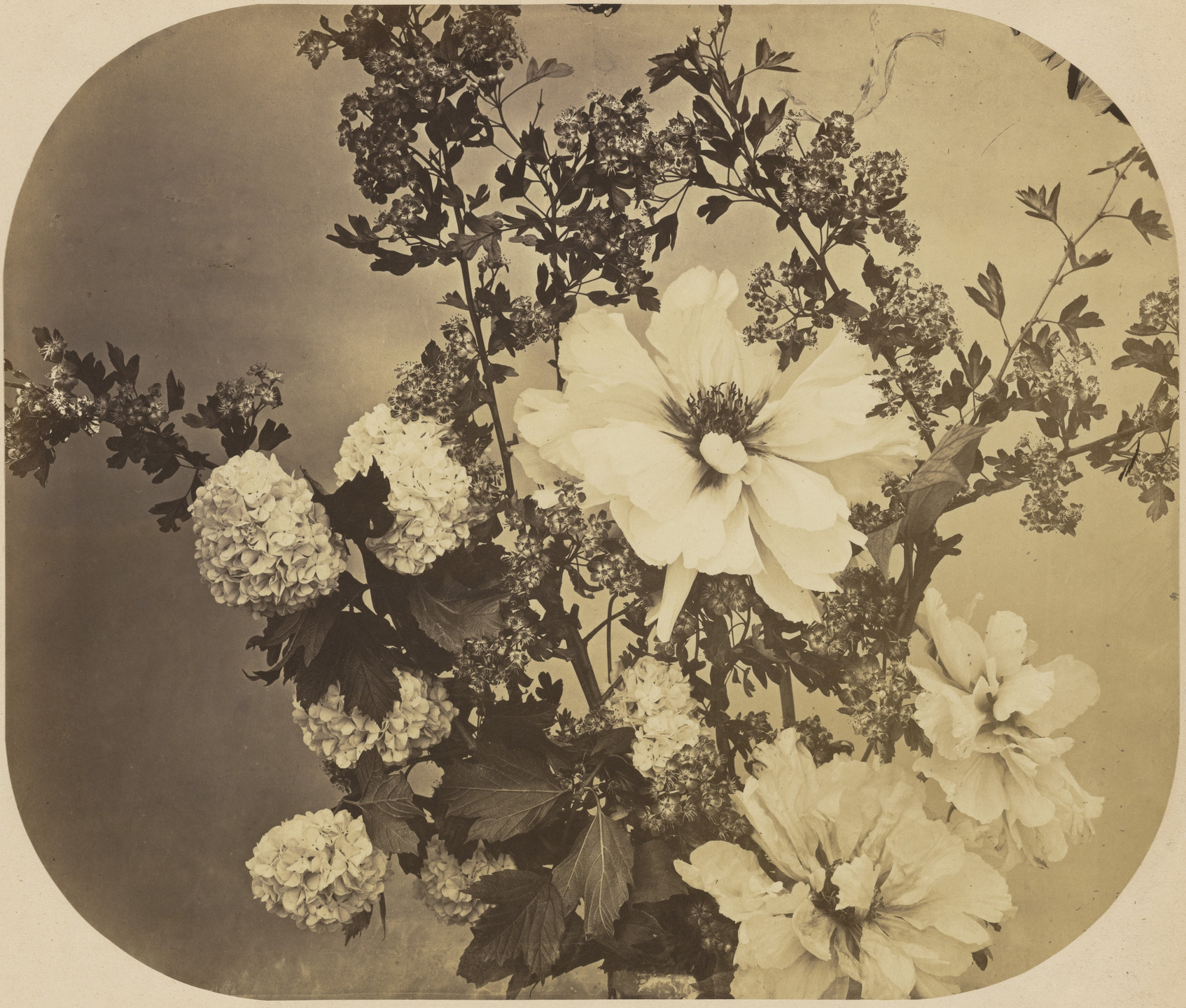 Adolphe Braun. Untitled. 1854-57
