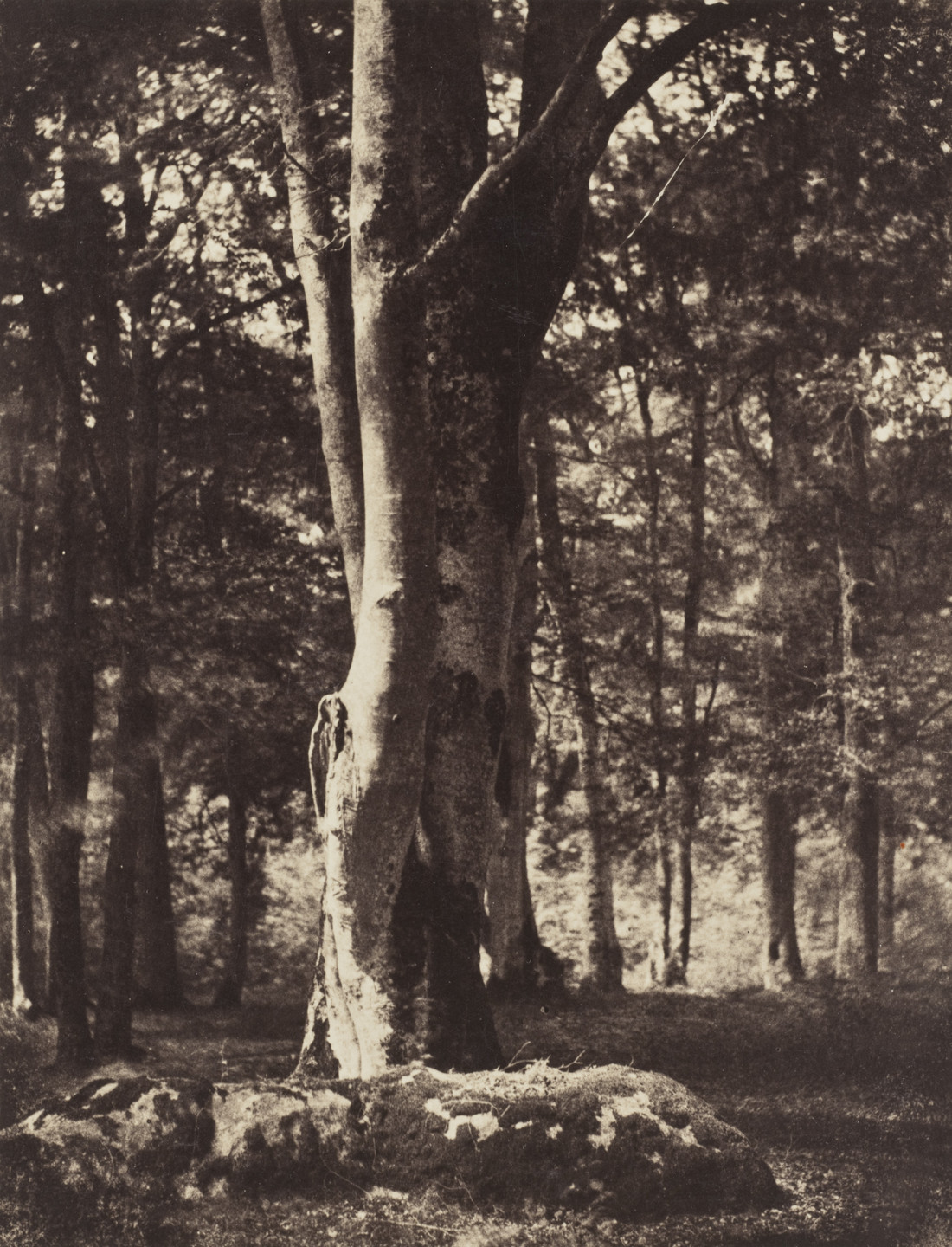 Gustave Le Gray. Forest of Fontainebleau. c. 1856