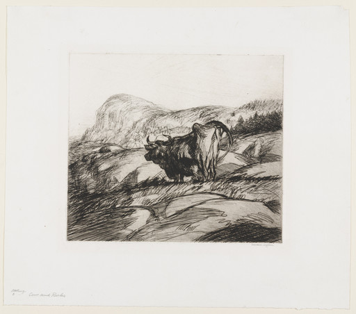 Cow and Rocks