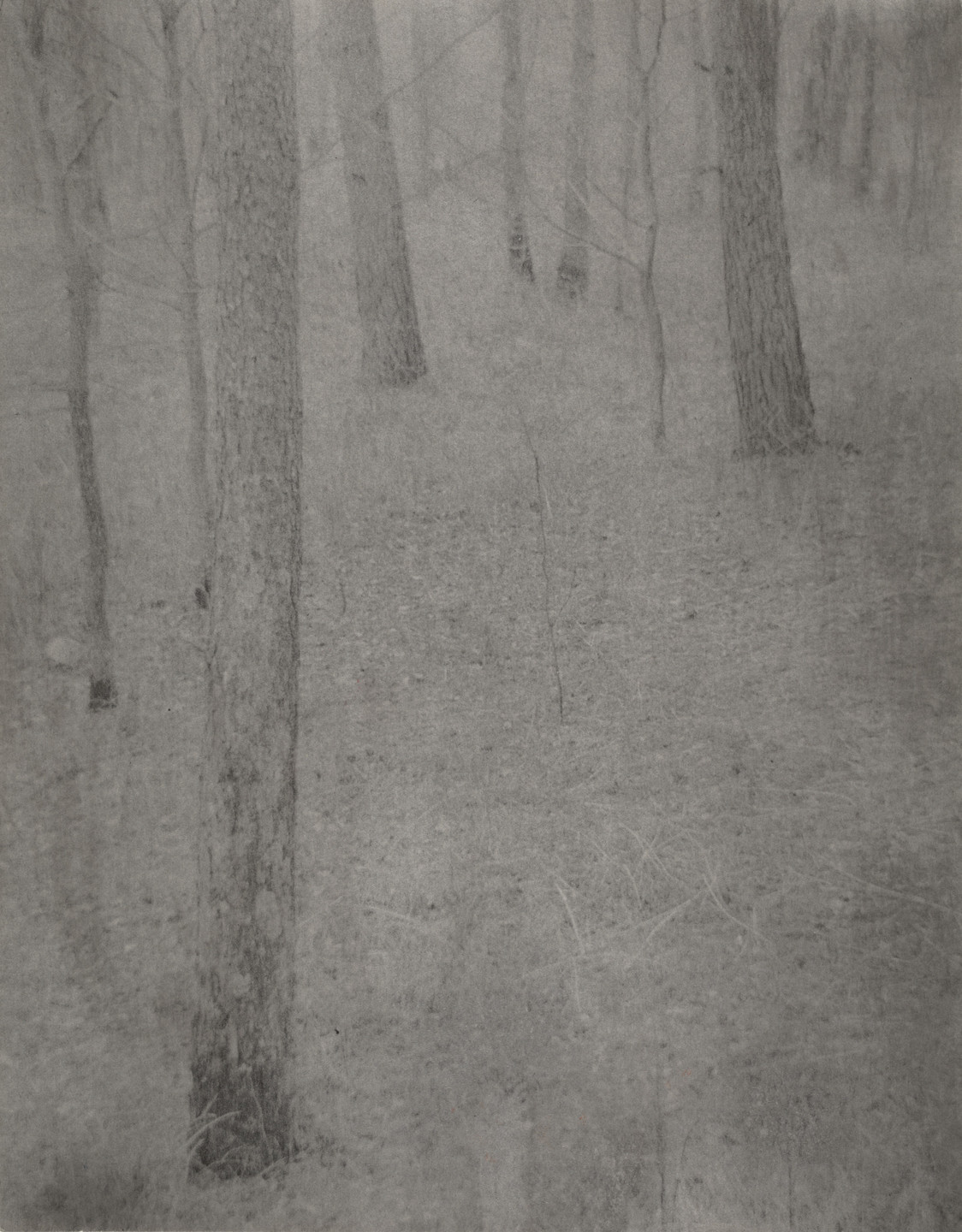 Edward Steichen. Farmer&#39;s Wood Lot. 1898