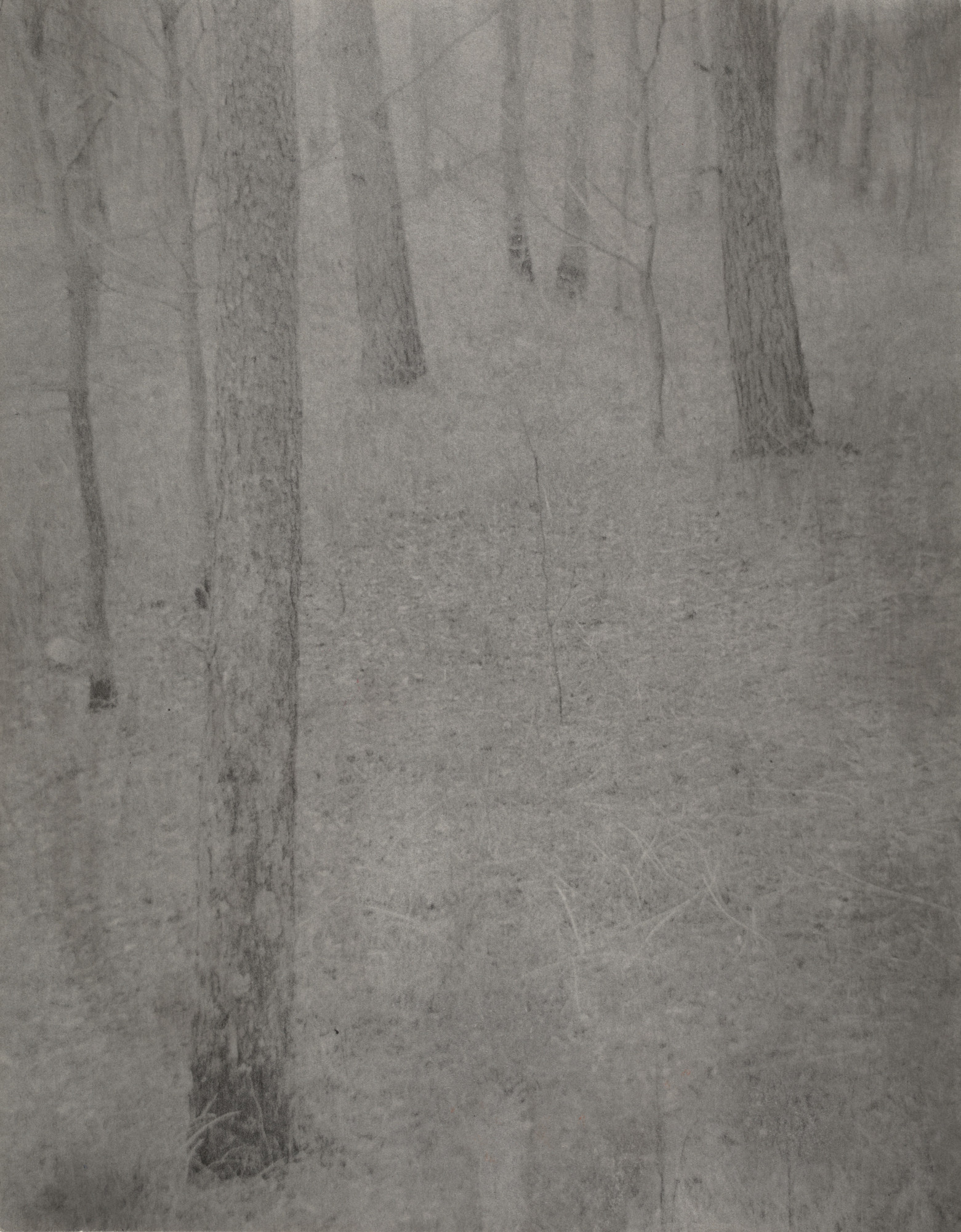 Edward Steichen. Farmer's Wood Lot